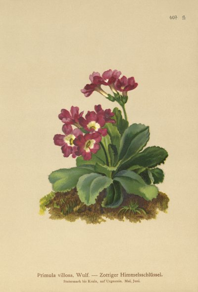 山报春（Primula villosa） 作者 德国学校