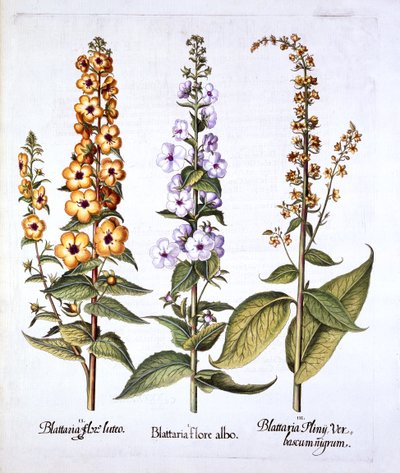 Mullein，Verbascum属，来自Hortus Eystettensis，由Basil Besler（1561-1629），酒吧。 1613（手工彩色雕刻） 作者 德国学校