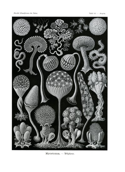 Mycetozoa，1899-1904 作者 德国学校