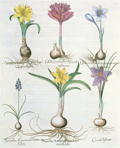 Narcissi，番红花和风信子：1.Narcissus autumnalis; 2.Hyacinthus autumnalis; 3.Crocum biflorum; 4.Colchium专辑; 5.Colchium versicolor; 6.Narcissus autumnalis，来自Ba的Hortus Eystettensis 作者 德国学校
