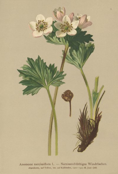 水仙开花的银莲花（银莲花属narcissiflora） 作者 德国学校