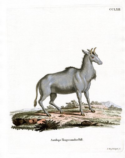 Nilgai（彩色雕刻） 作者 德国学校
