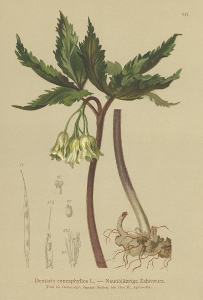 九叶珊瑚（Dentaria enneaphyllos） 作者 德国学校