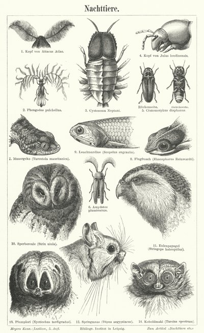 Nocturnal animals (engraving) 作者 德国学校