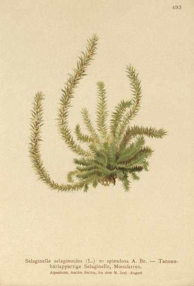 北Spikemoss（Selaginella selaginoides，Selaginella spinulosa，Lycopodium selaginoides，Bernhardia spinosa） 作者 德国学校