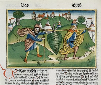 数字13 23来自纽伦堡圣经（Biblia Sacra Germanaica）的Eschol葡萄（彩色木刻） 作者 德国学校