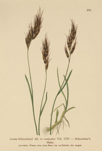 燕麦草（Avena Scheuchzeri，Avena versicolor，Avena alpina） 作者 德国学校