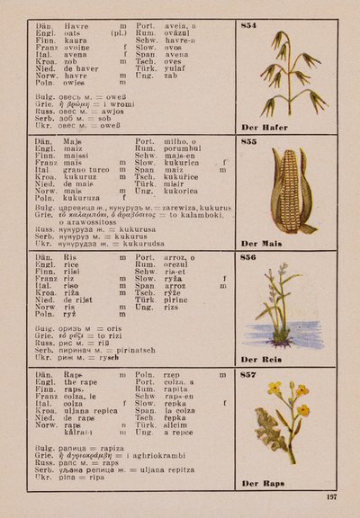 燕麦、玉米、大米、油菜花（彩色石印版） 作者 德国学校