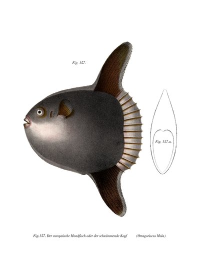 海洋翻车鱼（彩色石版画） 作者 德国学校