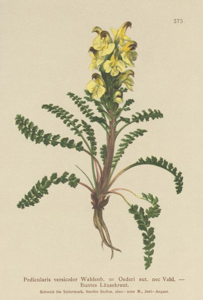Oeders Lousewort（Pedicularis versicolor，Pedicularis Oederi） 作者 德国学校