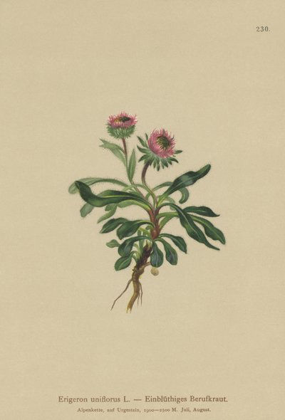 Oneflower Fleabane（Erigeron uniflorus） 作者 德国学校