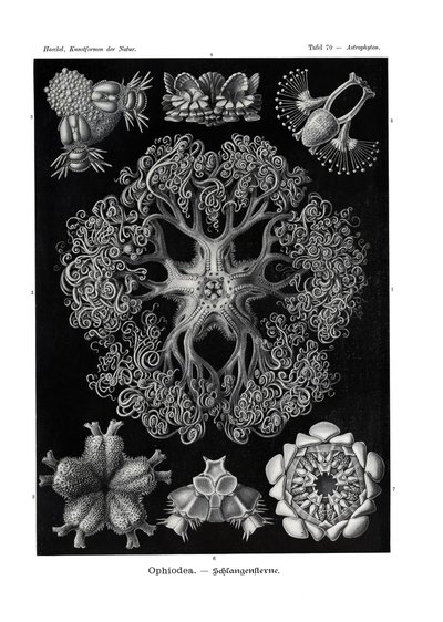 Ophiodea，1899-1904 作者 德国学校
