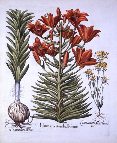 橙色百合与灯泡和灯泡，晚开花的Blackstoria，来自Hortus Eystettensis，由Basil Besler（1561-1629），酒吧。 1613（手工彩色雕刻） 作者 德国学校