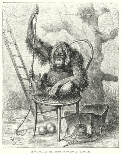 德国法兰克福动物园的猩猩（石版画） 作者 德国学校