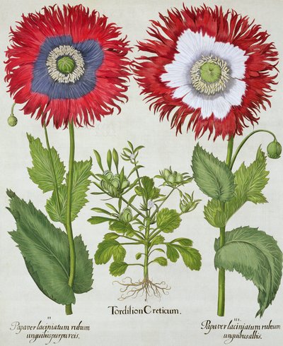 观赏罂粟花，来自Basil Besler（1561-1629）的Hortus Eystettensis，酒吧。 1613 作者 德国学校