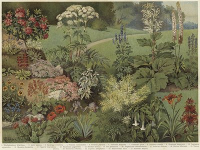 观赏植物 作者 German School