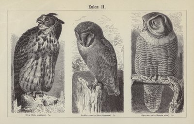 Owls (engraving) 作者 德国学校