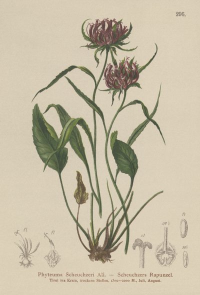 牛津Rampion（Phyteuma Scheuchzeri） 作者 German School