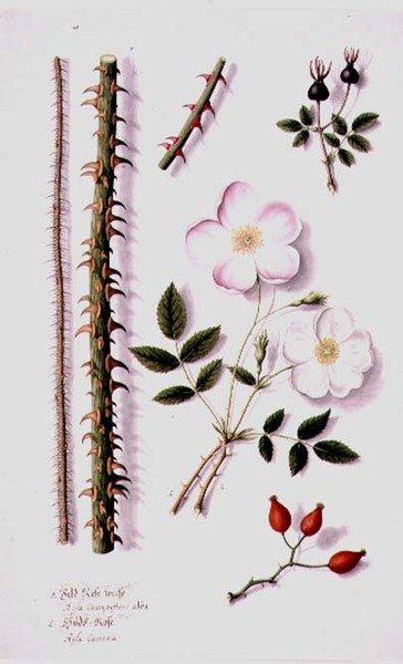 PD.98-1973f.14 白田玫瑰(Rosa silvestris alba)和狗玫瑰(Rosa canina) 约1820年(水彩和水粉) 作者 德国学校