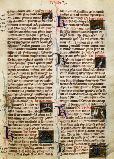 艾伯特·马格努斯（Albert Magnus，约 1200-1280 年）的《鸟类事物的本质》中的页面 作者 德国学校