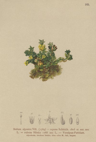 浅景天（景天芹，绿色爬行红，绿） 作者 德国学校