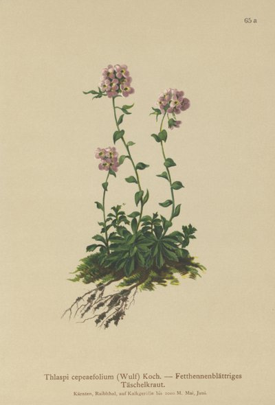 Pennycress（Thlaspi cepeaefolium） 作者 德国学校