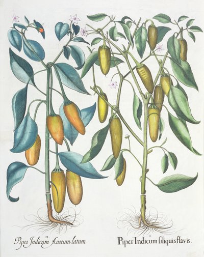 辣椒：1.Piper印度filiquis黄色; 2.Piper由罗勒Besler（1561年至1629年），酒吧的Eystettensis携带印度黄金。 1613 作者 德国学校