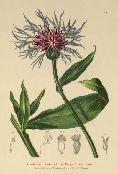 多年生矢车菊（Centaurea montana） 作者 德国学校