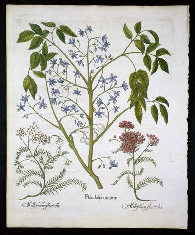 波斯丁香或印度的骄傲，和Achillea Millefolium（士兵Woundwort）板块136来自Hortus Eystettensis by Basil Besler（1561-1629）pub 1613（手工彩色雕刻） 作者 德国学校