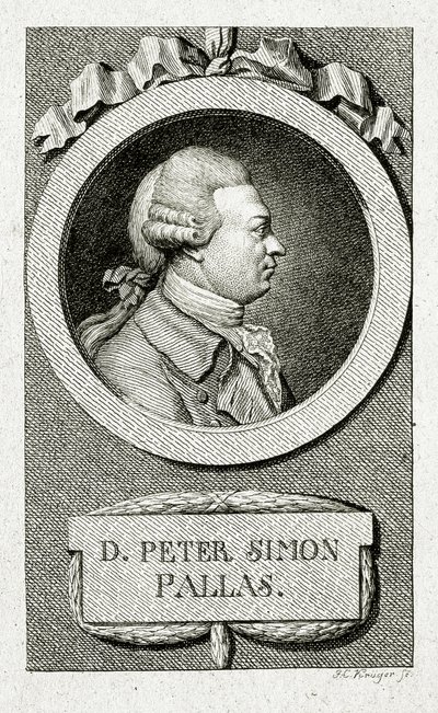 彼得·西蒙·帕拉斯。 (1741 – 1811)（线雕） 作者 德国学校