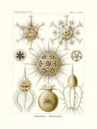 Phaeodaria，1899-1904 作者 德国学校
