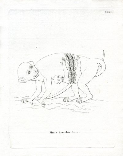Philippine Tarsier (coloured engraving) 作者 德国学校