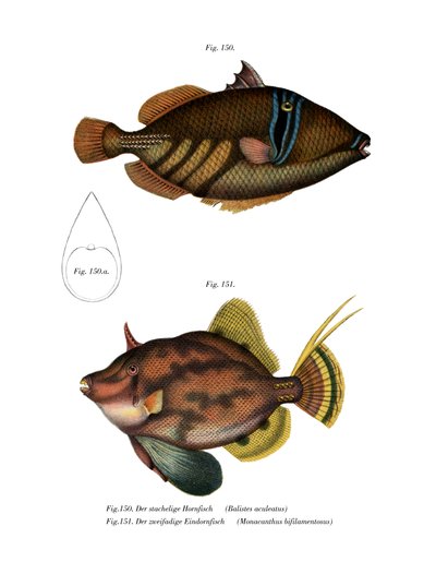 毕加索鱼（彩色石版画） 作者 德国学校