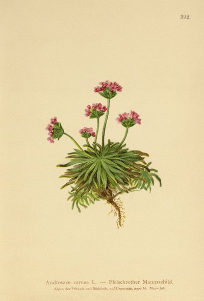 粉红岩茉莉（Androsace carnea） 作者 德国学校