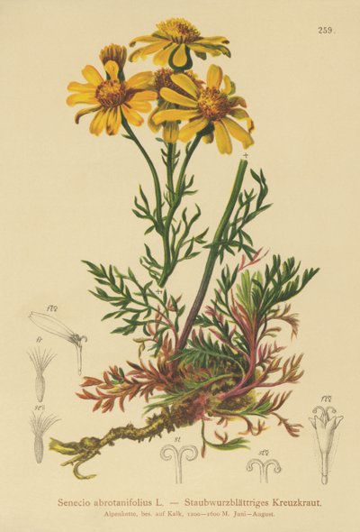 羽状叶草（Senecio abrotanifolius，Jacobaea abrotanifolia） 作者 德国学校