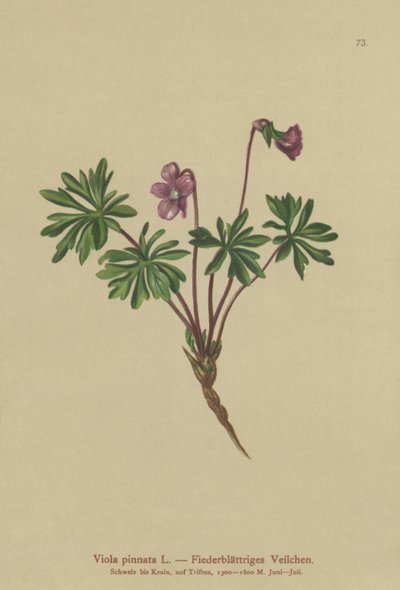 羽状紫罗兰（Viola pinnata） 作者 德国学校