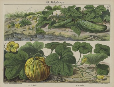 Plants (colour litho) 作者 德国学校