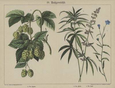 植物（彩色石版画） 作者 德国学校