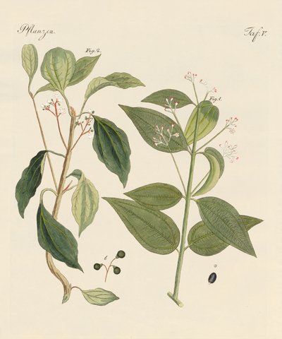 来自炎热国家的植物 作者 德国学校