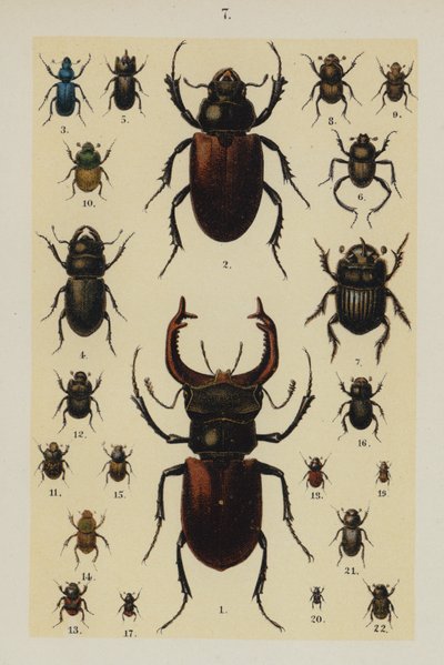来自 The Young Beetle-Collector