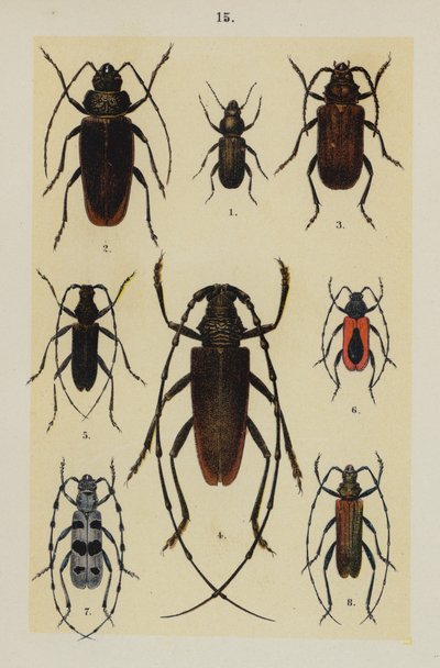 来自 The Young Beetle-Collector