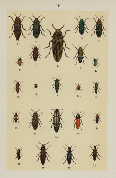 板块来自《年轻的甲虫-收藏家手册》（chromolitho）。 作者 德国学校