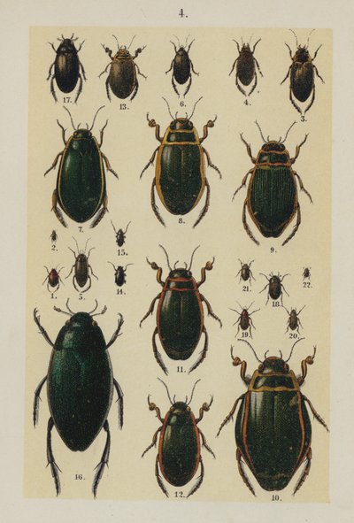 来自 The Young Beetle-Collector
