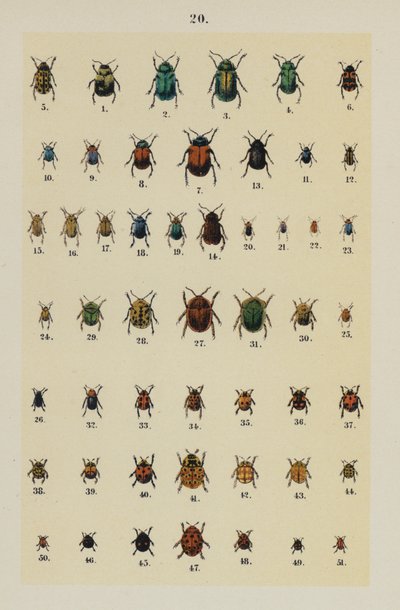 来自 The Young Beetle-Collector