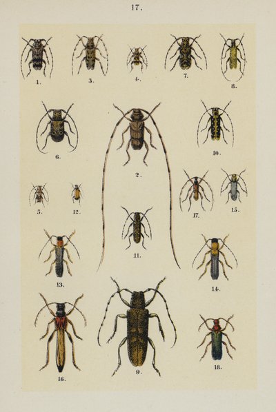 来自 The Young Beetle-Collector