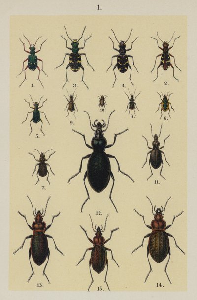 来自 The Young Beetle-Collector