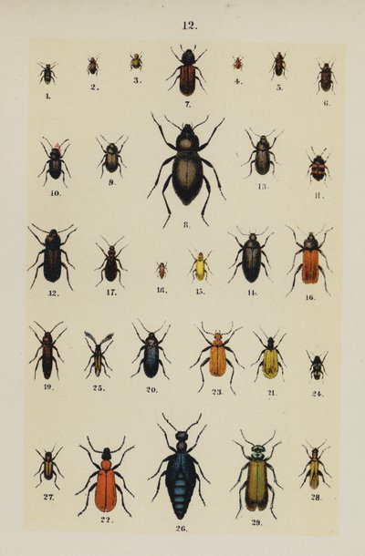 来自 The Young Beetle-Collector