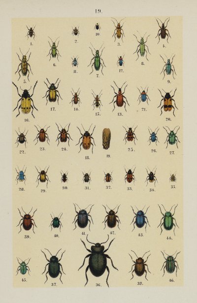 来自 The Young Beetle-Collector
