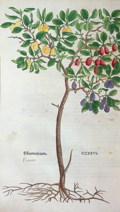 李子树，一种来自植物标本室的植物板，由Leonhart Fuchs（1501-66）出版，于1543年在巴塞尔出版 作者 德国学校