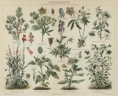 有毒植物（彩色印刷品 作者 德国学校